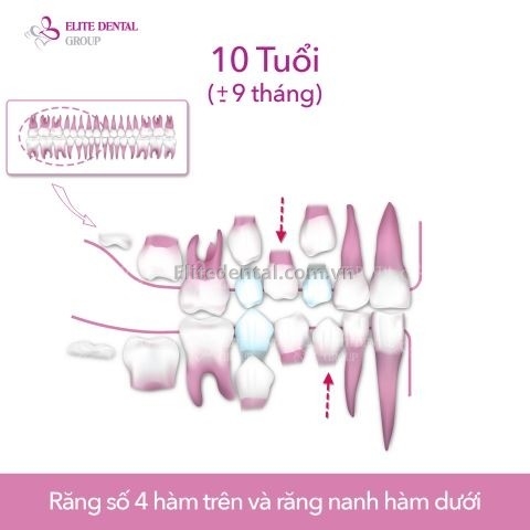 quy trình thay răng của trẻ em từ 6 - 12 tuổi 5