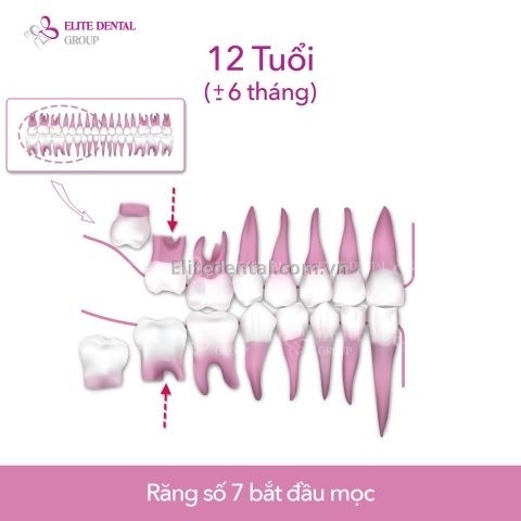 quy trình thay răng của trẻ em từ 6 - 12 tuổi 7