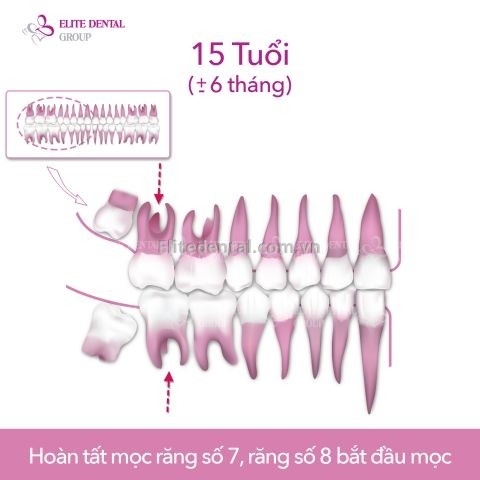 quy trình thay răng của trẻ em từ 6 - 12 tuổi 8