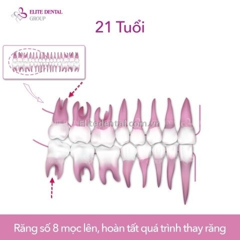 quy trình thay răng của trẻ em từ 6 - 12 tuổi 9