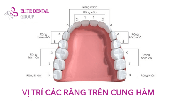 Cách Điều Trị Các Vấn Đề Về Răng Số 5