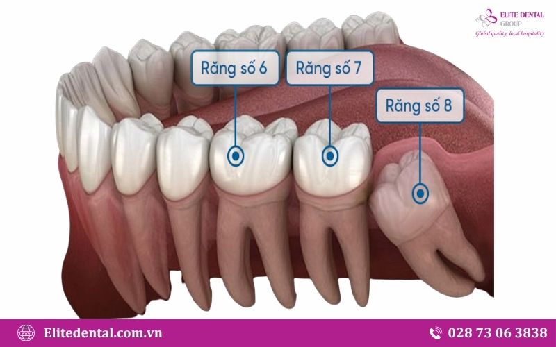 Răng số 7 đóng vai trò quan trọng trong chức năng ăn nhai